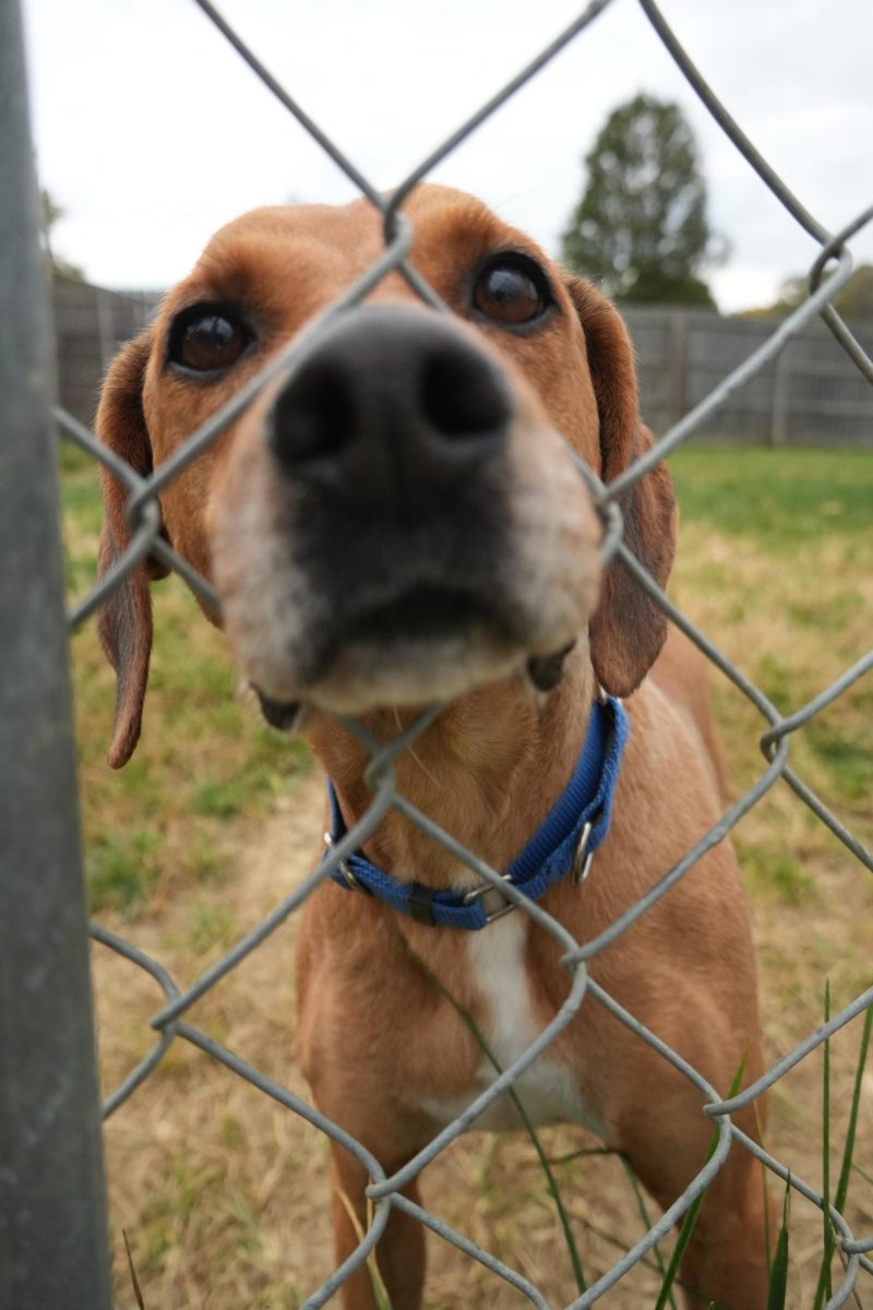 Running around outside, Marley greets new playmates at the fence. She is one of the many furry friends that volunteers are encouraged to work with at PAWS Adoption Center.